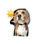 びーぐる犬 ココ（個別スタンプ：19）
