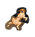 びーぐる犬 ココ（個別スタンプ：20）