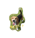 びーぐる犬 ココ（個別スタンプ：24）