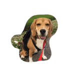 びーぐる犬 ココ（個別スタンプ：25）