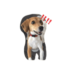 びーぐる犬 ココ（個別スタンプ：26）