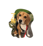 びーぐる犬 ココ（個別スタンプ：28）