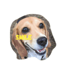 びーぐる犬 ココ（個別スタンプ：29）