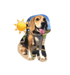 びーぐる犬 ココ（個別スタンプ：31）