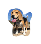 びーぐる犬 ココ（個別スタンプ：32）