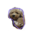 家のトイプードル♡（個別スタンプ：3）