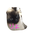 アクア0501（個別スタンプ：5）