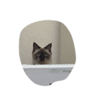 アクア0501（個別スタンプ：9）