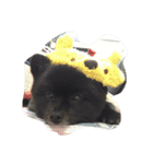 amochan（個別スタンプ：3）