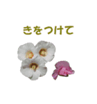花を添えて（個別スタンプ：5）