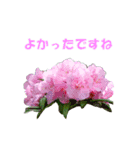 花を添えて（個別スタンプ：11）