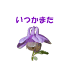 花を添えて（個別スタンプ：16）