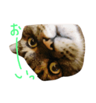 我が家の猫たち！（個別スタンプ：2）