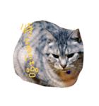 我が家の猫たち！（個別スタンプ：3）