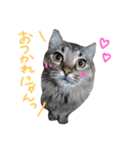 我が家の猫たち！（個別スタンプ：4）