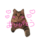 我が家の猫たち！（個別スタンプ：5）