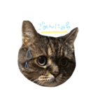 我が家の猫たち！（個別スタンプ：6）