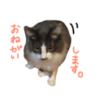 我が家の猫たち！（個別スタンプ：7）