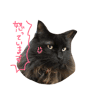 我が家の猫たち！（個別スタンプ：8）