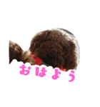 トイプーちゃんの気持ち（個別スタンプ：1）