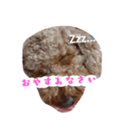 トイプーちゃんの気持ち（個別スタンプ：2）