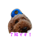 トイプーちゃんの気持ち（個別スタンプ：5）