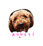 トイプーちゃんの気持ち（個別スタンプ：7）