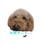 トイプーちゃんの気持ち（個別スタンプ：10）