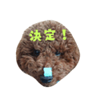 トイプーちゃんの気持ち（個別スタンプ：12）