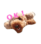 トイプーちゃんの気持ち（個別スタンプ：16）