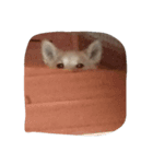 chyobi（個別スタンプ：5）