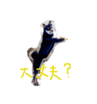 クロの芝ちゃん（個別スタンプ：3）