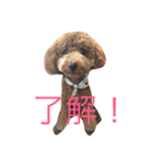 おーちゃんとしょこ（個別スタンプ：1）