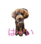 おーちゃんとしょこ（個別スタンプ：2）