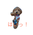 おーちゃんとしょこ（個別スタンプ：7）
