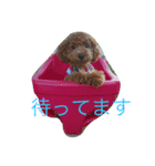 おーちゃんとしょこ（個別スタンプ：8）