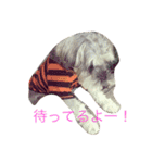 おーちゃんとしょこ（個別スタンプ：14）