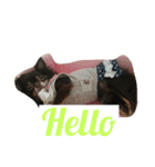 cocoaさん（個別スタンプ：1）