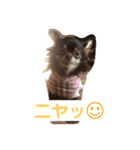 cocoaさん（個別スタンプ：2）
