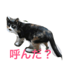 norasan's（個別スタンプ：1）
