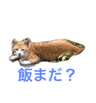 norasan's（個別スタンプ：2）