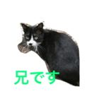 norasan's（個別スタンプ：3）