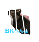 norasan's（個別スタンプ：4）