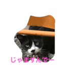 norasan's（個別スタンプ：5）
