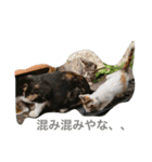 norasan's（個別スタンプ：8）