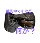 norasan's（個別スタンプ：11）
