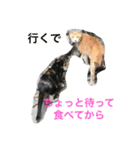 norasan's（個別スタンプ：12）