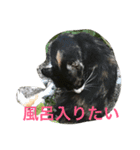 norasan's（個別スタンプ：13）