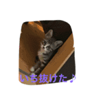 norasan's（個別スタンプ：15）