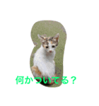 norasan's（個別スタンプ：16）